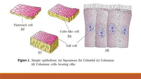 Types Of Epithelial Tissue Simple Compound And Specialized Online Biology Notes