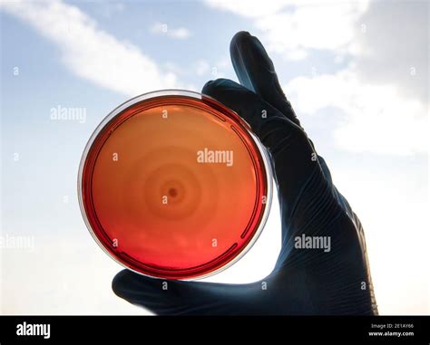 Growing Bacteria In Agar Medium In Microbiology Lab Making Streak In A