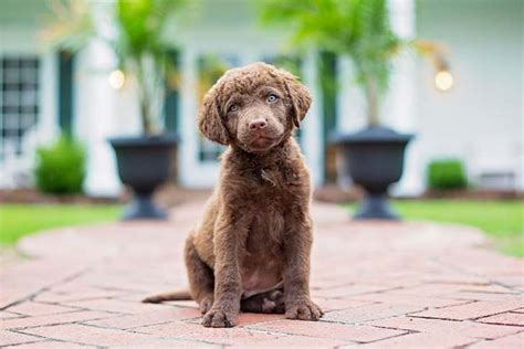 Chesapeake Bay Retriever Golden Retriever Mix