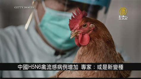 中國h5n6禽流感病例增加 專家：或是新變種｜中國一分鐘 新唐人亞太電視台