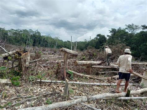 Perú más de 12 mil hectáreas de deforestación y 9 pistas de aterrizaje