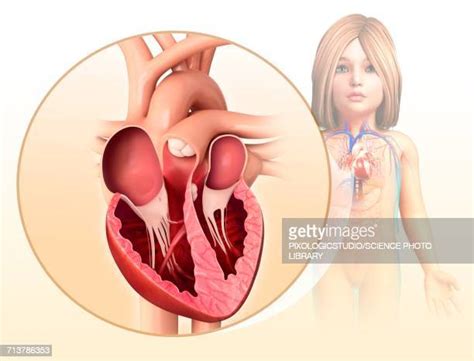 63 Human Heart Chambers Stock Photos, High-Res Pictures, and Images - Getty Images