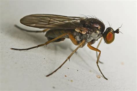 Diptera Info Discussion Forum Dolichopodidae Id Male Gymnopternus