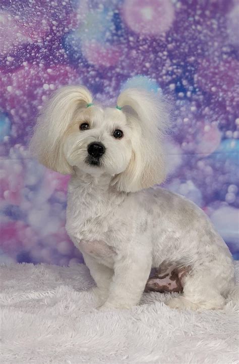 Bichon Frise Panda Cut