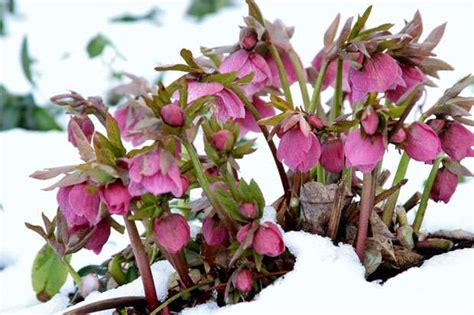 The Garden In Winter Perennial Gardening