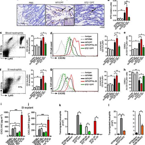 Interleukin 33 Il 33 Blockade Ameliorates Cpt 11 Induced Intestinal