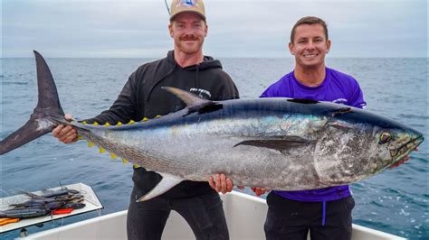 GIANT Pacific BLUEFIN TUNA Catch And Cook