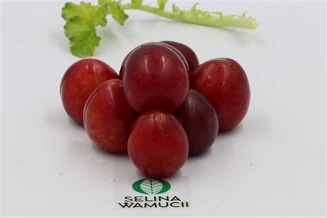 Ethiopia Plums Exporter Supplier Good Prices