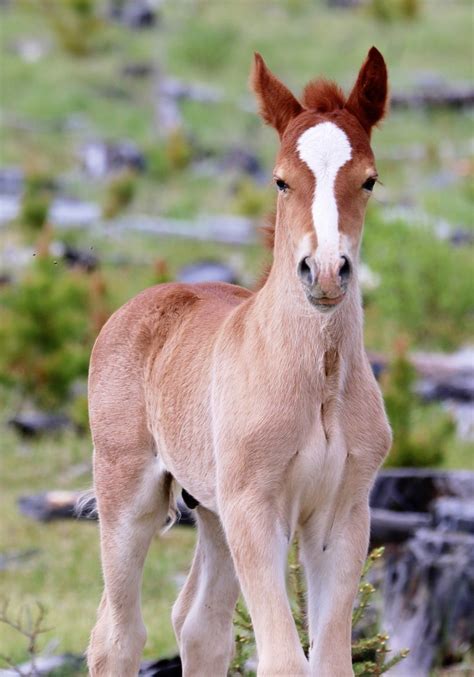 Canada | Wild Foal