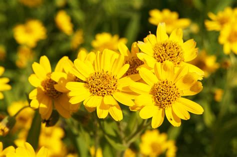 Flor Amarela De Maio Nome Do Mato Cultivo Significado E Mais