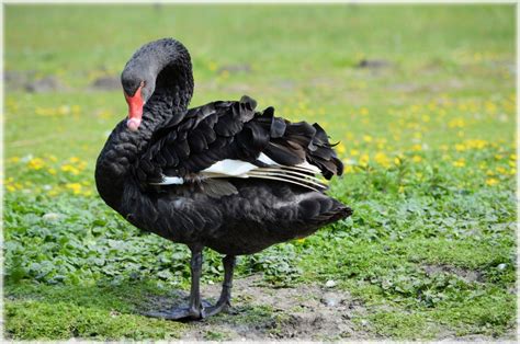 Fotos gratis agua naturaleza pájaro ala animal orilla fauna