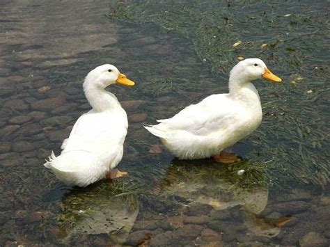 El Blog De Kufisto LOS PATOS NO COMEN CHURROS