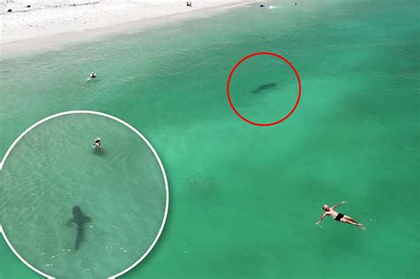 Tiger Shark Charges Unsuspecting Swimmer In Chilling Drone Video