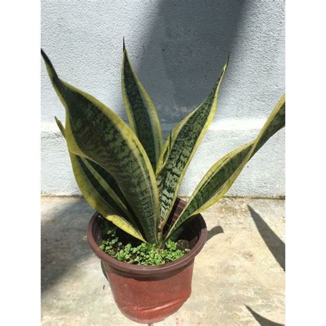 Anak Pokok Lidah Mertuasnake Plant Lazada