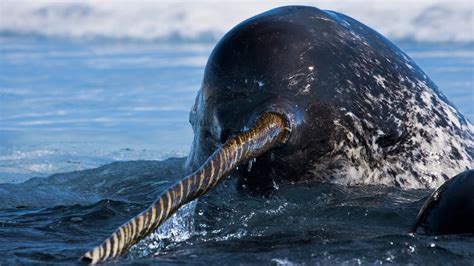 Narwhal Facts and Pictures