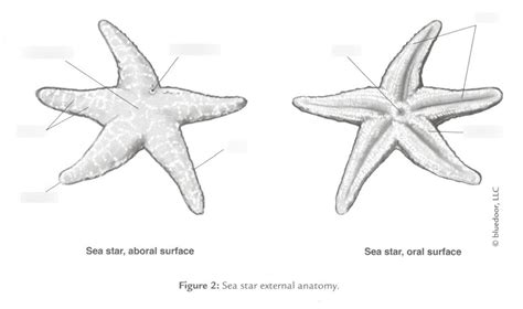 Star Fish Anatomy Diagram Quizlet