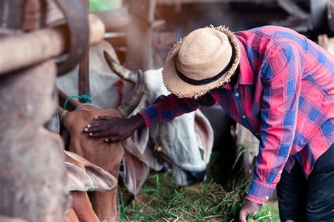 Premium Photo African Farmer Feeding Cows With Grass At The Farm