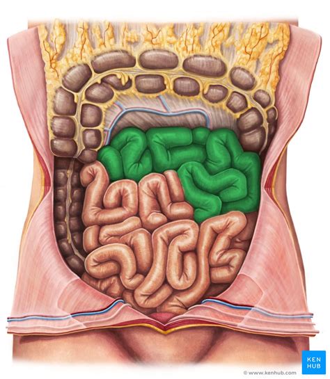 Jejunum Anatomy Histology Function Composition Kenhub