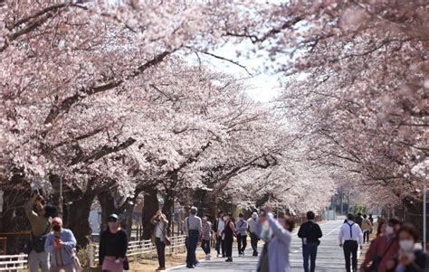 Cuándo florecen los cerezos en Japón este 2023