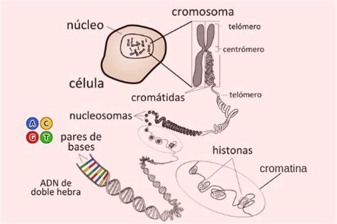 Cromosomas Qu Son Definici N Funci N Estructura Y Tipos