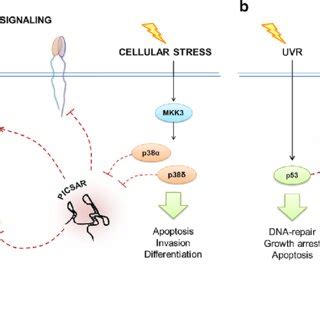 An Overview Of Lncrnas Implicated In Epidermal Homeostasis In Normal