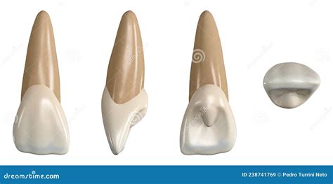 Permanent Upper Central Incisor Tooth 3d Illustration Of The Anatomy