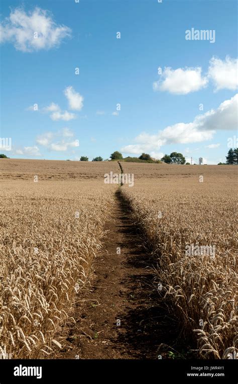 Path Through Wheat Field Hi Res Stock Photography And Images Alamy