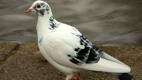 White Pigeons 101 Physical Characteristics Habitat Behavior And