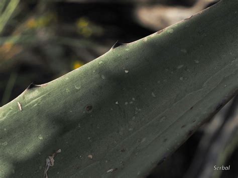 Agave Fourcroydes Henequen Pita Naturaleza Para Todos