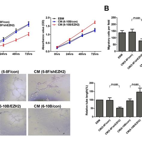 EZH2 Enhanced HUVEC Proliferation Migration And Tubule Formation The