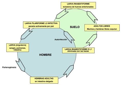 7 Ciclo De Vida De Strongyloides Stercoralis Download Scientific Diagram