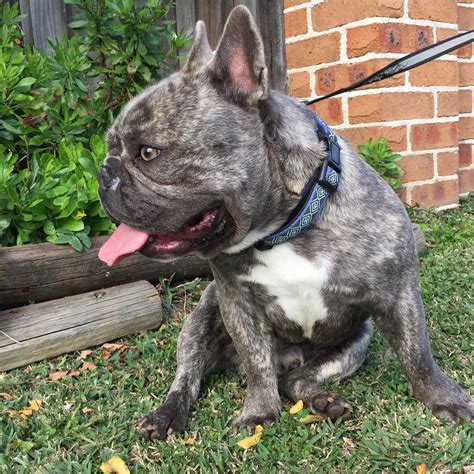 Blue Brindle Stud French Bulldog