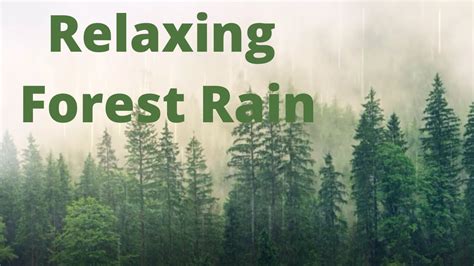 🎧 8 Hr Gentle Rain In Forest Sounds 8 Hr For Relaxation Sleep