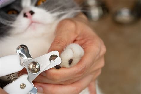 How To Trim Cat Nails A Vet And Behaviourists Step By Step Guide