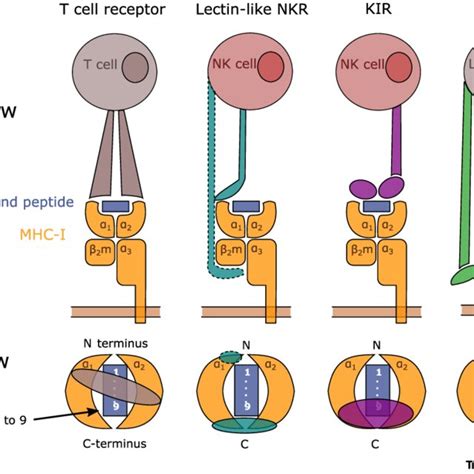 Schematic Illustration Of Interactions Between The MHC I Bound