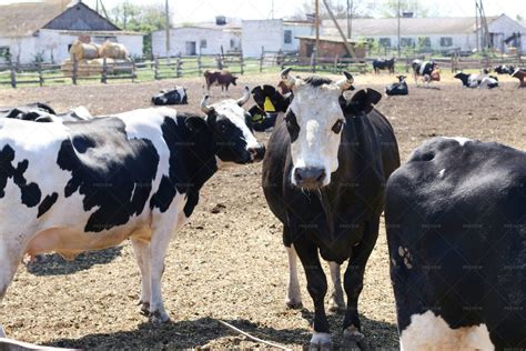 Black Bull At A Farm - Stock Photos | Motion Array