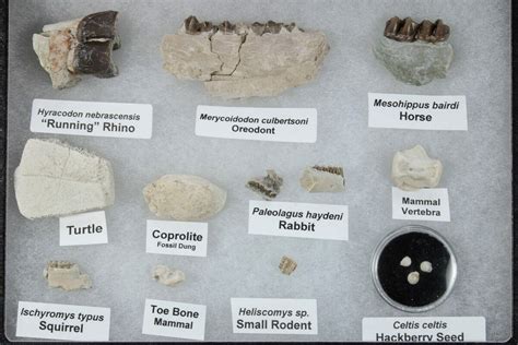 White River Oligocene Fossil Collection (#269753) For Sale - FossilEra.com