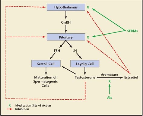 Sourcesexcerpts A Review Of Selective Estrogen Receptor Modulators