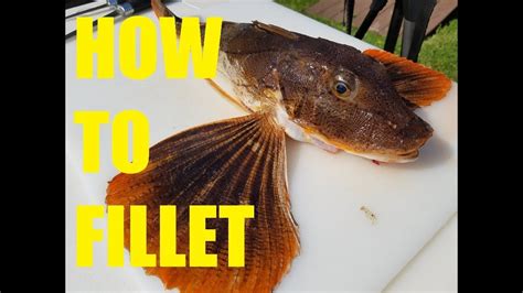 Sea Robin Trash Fish Gurnard Fillet And Release How To Fillet A