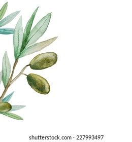 Vektor Stok Watercolor Olive Branch Background Hand Drawn Tanpa