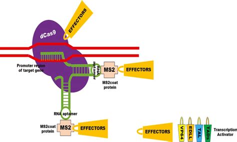 Modified Strategy For Crisprdcas9‐mediated Gene Activation In Plants