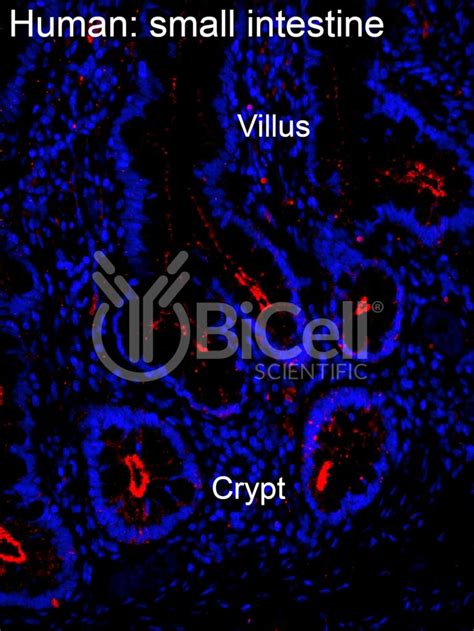 Claudin 2 Cldn2 Antibody Bicell Scientific®