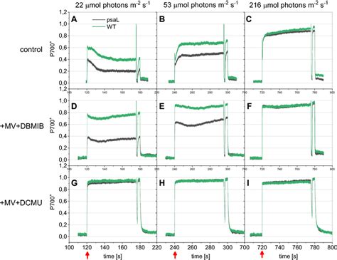 Typical P700 Signals Of Wild Type Green And Mutant Black Cells At Download Scientific