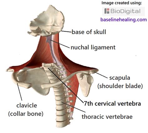 Trapezius Muscles Anatomy Attachments In Detail