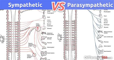 Sympathetic Vs Parasympathetic Differences Similarities And Examples Difference 101