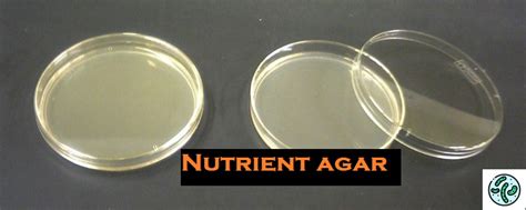 Nutrient Agar Composition Preparation And Uses Myculturemedia