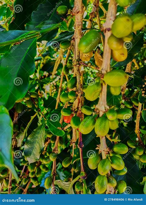 Green Coffee fruit stock photo. Image of bush, arabica - 278498406