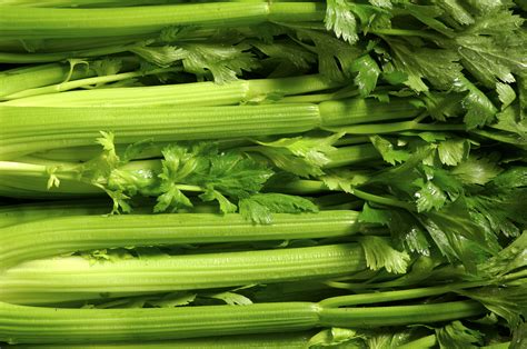 Celery: Planting, Growing, and Harvesting Celery Stalks | The Old Farmer's Almanac