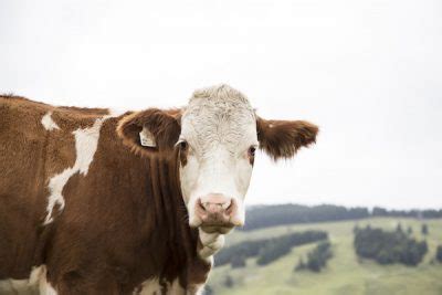 Best Beef Cattle Breeds Countryside