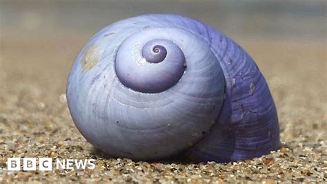 Violet Sea Snails Spotted In Isles Of Scilly